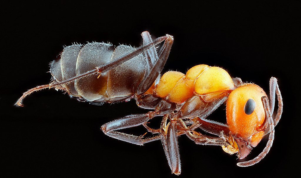Ant Control service in Bloomington, IN