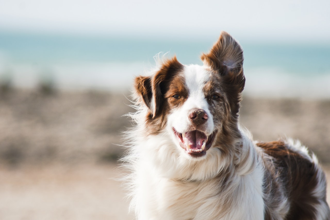 Flea & Tick Control service in Bloomington, IN