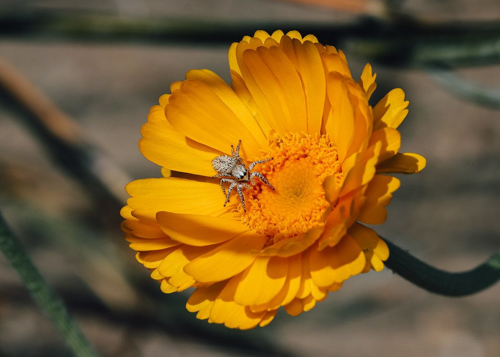 Spider Control service in Bloomington, IN